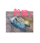 Budgerigar Chu（個別スタンプ：19）