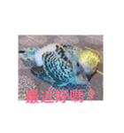 Budgerigar Chu（個別スタンプ：21）