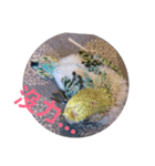 Budgerigar Chu（個別スタンプ：22）