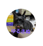 miniature schnauzer sara（個別スタンプ：1）