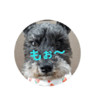 miniature schnauzer sara（個別スタンプ：2）