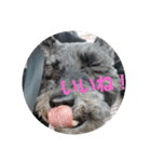 miniature schnauzer sara（個別スタンプ：4）