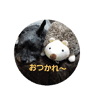 miniature schnauzer sara（個別スタンプ：5）