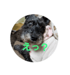 miniature schnauzer sara（個別スタンプ：6）