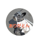 miniature schnauzer sara（個別スタンプ：7）