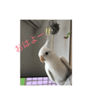 Yの可愛いanimals（個別スタンプ：10）