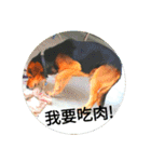 Xiao guai cute dog（個別スタンプ：2）