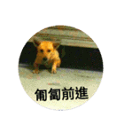 Xiao guai cute dog（個別スタンプ：5）