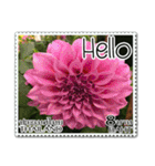 Hello (Stamp)（個別スタンプ：5）