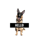 CoffeeGermanshepherdDog（個別スタンプ：1）