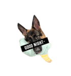 CoffeeGermanshepherdDog（個別スタンプ：5）