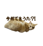 きなこ♂ですが何か？（個別スタンプ：1）