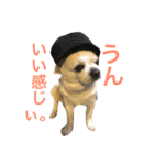 nice dog！（個別スタンプ：3）