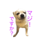 nice dog！（個別スタンプ：10）