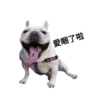 French Bulldog QBM（個別スタンプ：2）