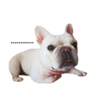 French Bulldog QBM（個別スタンプ：5）