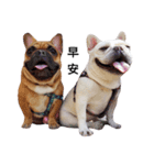 French Bulldog QBM（個別スタンプ：7）