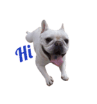 French Bulldog QBM（個別スタンプ：13）