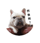 French Bulldog QBM（個別スタンプ：14）