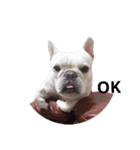 French Bulldog QBM（個別スタンプ：16）