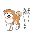秋田犬（敬語編）（個別スタンプ：5）