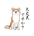 秋田犬（敬語編）（個別スタンプ：24）