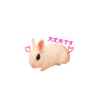 bunny chan sticker（個別スタンプ：1）