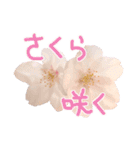 さくらさく～春の桜実写版～たっぷり40種類（個別スタンプ：1）