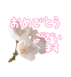 さくらさく～春の桜実写版～たっぷり40種類（個別スタンプ：2）