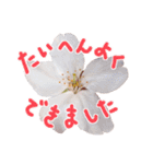 さくらさく～春の桜実写版～たっぷり40種類（個別スタンプ：4）