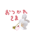 さくらさく～春の桜実写版～たっぷり40種類（個別スタンプ：5）