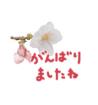 さくらさく～春の桜実写版～たっぷり40種類（個別スタンプ：6）