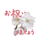 さくらさく～春の桜実写版～たっぷり40種類（個別スタンプ：7）