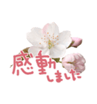 さくらさく～春の桜実写版～たっぷり40種類（個別スタンプ：8）