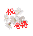 さくらさく～春の桜実写版～たっぷり40種類（個別スタンプ：9）