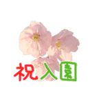 さくらさく～春の桜実写版～たっぷり40種類（個別スタンプ：11）