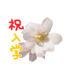 さくらさく～春の桜実写版～たっぷり40種類（個別スタンプ：12）
