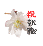 さくらさく～春の桜実写版～たっぷり40種類（個別スタンプ：13）