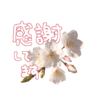 さくらさく～春の桜実写版～たっぷり40種類（個別スタンプ：16）