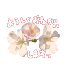 さくらさく～春の桜実写版～たっぷり40種類（個別スタンプ：17）