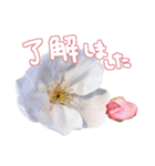 さくらさく～春の桜実写版～たっぷり40種類（個別スタンプ：19）