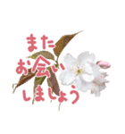 さくらさく～春の桜実写版～たっぷり40種類（個別スタンプ：20）