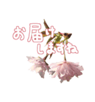 さくらさく～春の桜実写版～たっぷり40種類（個別スタンプ：21）