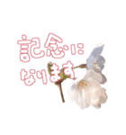 さくらさく～春の桜実写版～たっぷり40種類（個別スタンプ：23）