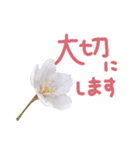 さくらさく～春の桜実写版～たっぷり40種類（個別スタンプ：24）