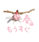 さくらさく～春の桜実写版～たっぷり40種類（個別スタンプ：25）