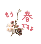 さくらさく～春の桜実写版～たっぷり40種類（個別スタンプ：27）