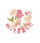 さくらさく～春の桜実写版～たっぷり40種類（個別スタンプ：28）