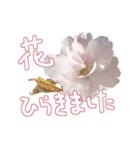 さくらさく～春の桜実写版～たっぷり40種類（個別スタンプ：29）