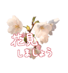 さくらさく～春の桜実写版～たっぷり40種類（個別スタンプ：30）